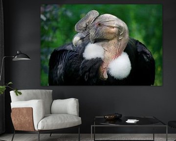 Andescondor (Vultur gryphus) van Melissa Peltenburg