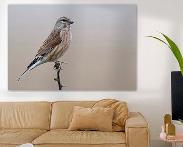 Linnet (Carduelis cannabina), kleurrijke inheemse zangvogel, mannetje, wilde dieren, Europa. van wunderbare Erde
