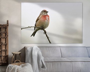 Linnet (Carduelis cannabina), kleurrijke inheemse zangvogel, mannetje, wilde dieren, Europa. van wunderbare Erde