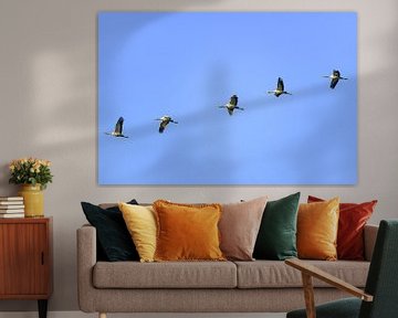 Grues ou grues communes volant en plein air sur Sjoerd van der Wal Photographie