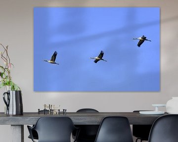 Crane birds or Common Cranes flying in mid air by Sjoerd van der Wal Photography