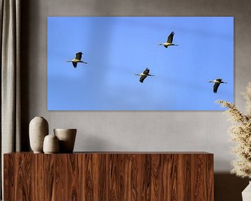 Grues ou grues communes volant en plein air sur Sjoerd van der Wal Photographie