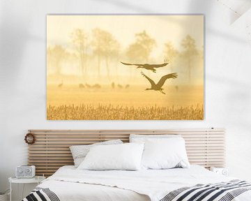 Kraanvogels vliegen over de velden in het zachte vroege ochtendlicht
