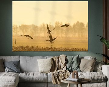 Kraanvogels vliegen over de velden in het zachte vroege ochtendlicht