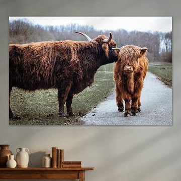 Ein Kuss von der Mutter - Schottische Hochlandbewohner, Amsterdamer Wald