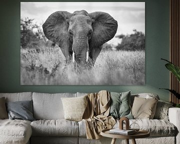 portret van een olifant in Kruger van Ed Dorrestein