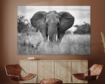 Porträt eines Elefanten in Krüger von Ed Dorrestein