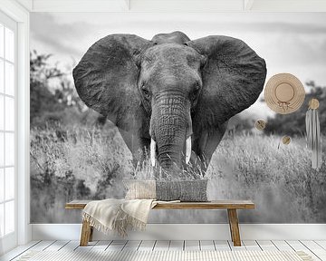 portret van een olifant in Kruger