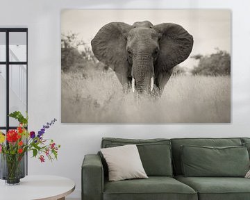 olifant in kruger park zuid afrika