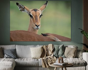 portret van een Impala in Kruger park