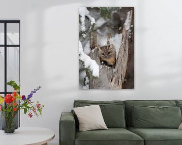De dennenmarter ( Martes americana ) kijkt in de winter uit een holle boom, Montana, USA.