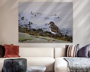 Watvogel am Wattenmeer von Lea-Marie Littwin