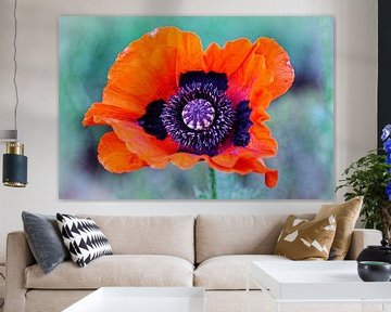 Mohn von Rob Boon