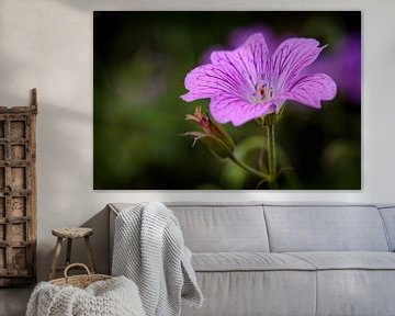 Geranium van Rob Boon