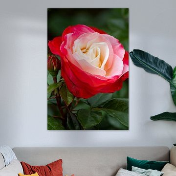 Rose von Rot nach Weiß