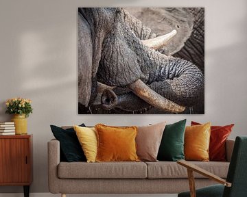 olifant slurf close-up botswana van Ed Dorrestein