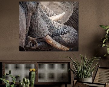 olifant slurf close-up botswana van Ed Dorrestein