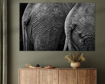 olifantenkont in zwart-wit van Ed Dorrestein