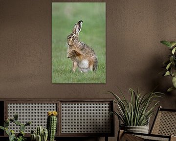 Europese haas ( Lepus europaeus ) wil poot, grappig beeld, situatie komedie, wildlife, Europa geven. van wunderbare Erde