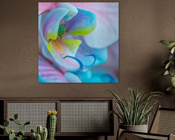 Blauw en roze vlinderorchidee van de buurtfotograaf Leontien