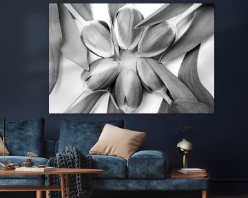 Tulipes en cercle, photographie en noir et blanc