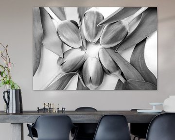 Tulpen in einem Kreis, Schwarz-Weiß-Fotografie