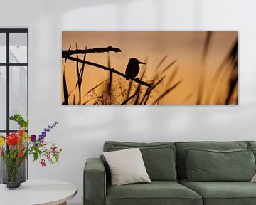 Kingfisher - Last light by Kingfisher.photo - Corné van Oosterhout