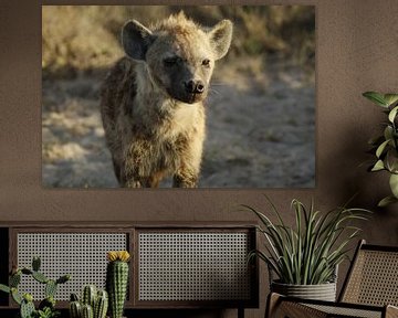 hyena van Laurence Van Hoeck