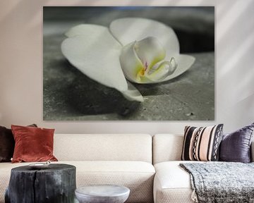 orchid on stone by Laurence Van Hoeck