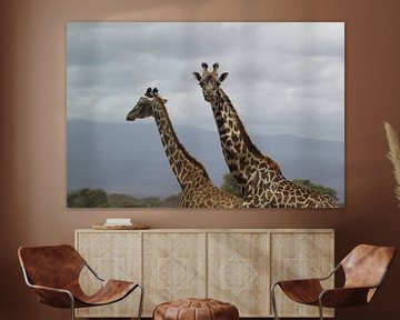 2 giraffen op wandel van Laurence Van Hoeck