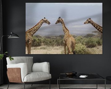 giraffes meeting? by Laurence Van Hoeck
