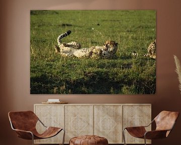 cheetah van Laurence Van Hoeck