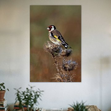 Stieglitz auf distel in abendlicht von Henk Zielstra