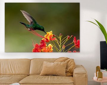 Green Hummingbird by Henk Zielstra