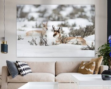Vorkantilopen, pronghorns / forked bucks (Antilocapra americana ), paar rustend in de sneeuw in een 