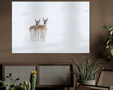 Pronghorns / Forkbucks / Forked Antelopes ( Antilocapra americana ) twee vrouwtjes in de winter tijd van wunderbare Erde