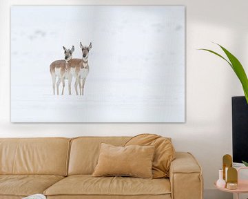 Pronghorns / Forkbucks / Antilopes fourchues ( Antilocapra americana ) deux femelles en hiver pendan sur wunderbare Erde