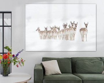 Pronghorns / Forkbucks / Forked Antelopes ( Antilocapra americana ), kleine kudde in de winter, staa