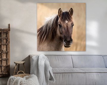 Konik horse