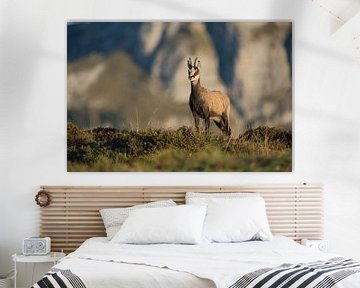 Chamois ( Rupicapra rupicapra ) dans les montagnes des Alpes suisses, faune et flore, Europe.