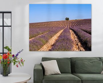 Lavender field in the Luberon with on top of the hill by Hillebrand Breuker