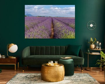 Endlose Lavendelfelder in der Provence, Frankreich von Hillebrand Breuker