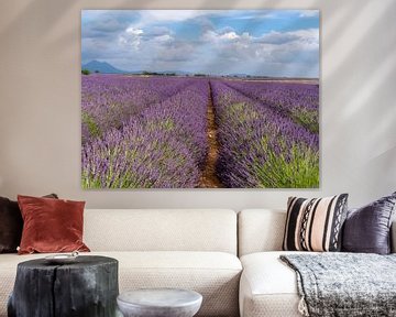 Eindeloze lavendelvelden in the provence, frankrijk van Hillebrand Breuker