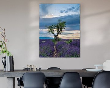 des champs de lavande avec un arbre dans la belle lumière du dernier jour.., sur Hillebrand Breuker