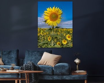 zonnebloemvelden in de provence zijn prachtig van Hillebrand Breuker