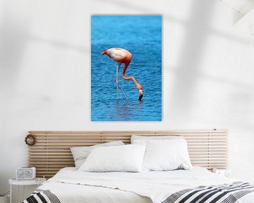 Flamingo van Henk Zielstra