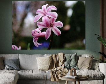 pink hyacinth
