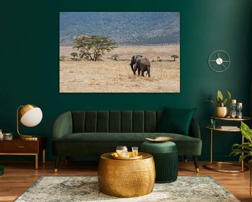 Rondtrekkende olifant in Ngorongoro van Mickéle Godderis