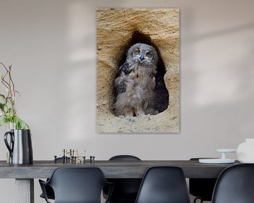 Europese oehoe ( Bubo bubo ), jonge vogel in een zandbak, nog in een donkere jurk, kijkt schijnbaar  van wunderbare Erde
