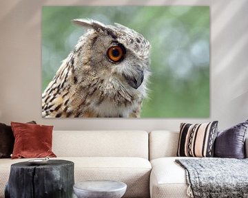 Eurasian Eagle-Owl ( Bubo bubo ), also called Northern Eagle Owl, European Eagle-Owl or just Eagle O by wunderbare Erde